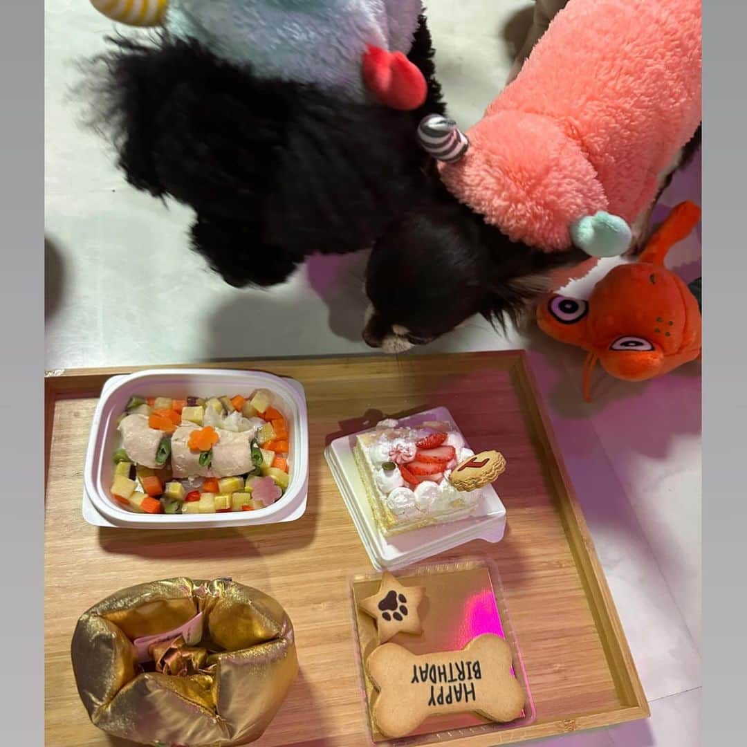 Kazukiさんのインスタグラム写真 - (KazukiInstagram)「10月5日🎂 みみたん1歳になりました💕 ・ すごくヤンチャで手のかかる女の子だけど、 りあと毎日元気いっぱいに遊んでいます🎵 ・ いつも癒しをありがとう🥰 ・ 子ども達とみみたんの好きな音のなるおもちゃとハロウィンお洋服🎃👻をプレゼント🎁✨ ・ 大好きなご飯とケーキ🎂でお祝いしました🎊 ・ 今年もいっぱい家族で遊びに行こうね〜🏕️✨🏖️ ・ #1歳になりました　#愛犬　#トイプードル　#10月生まれ　#ハロウィンお洋服　#大家族漆山家　#癒し　#大好物でお祝い　#チワワ」10月10日 16時59分 - kazuki13mama