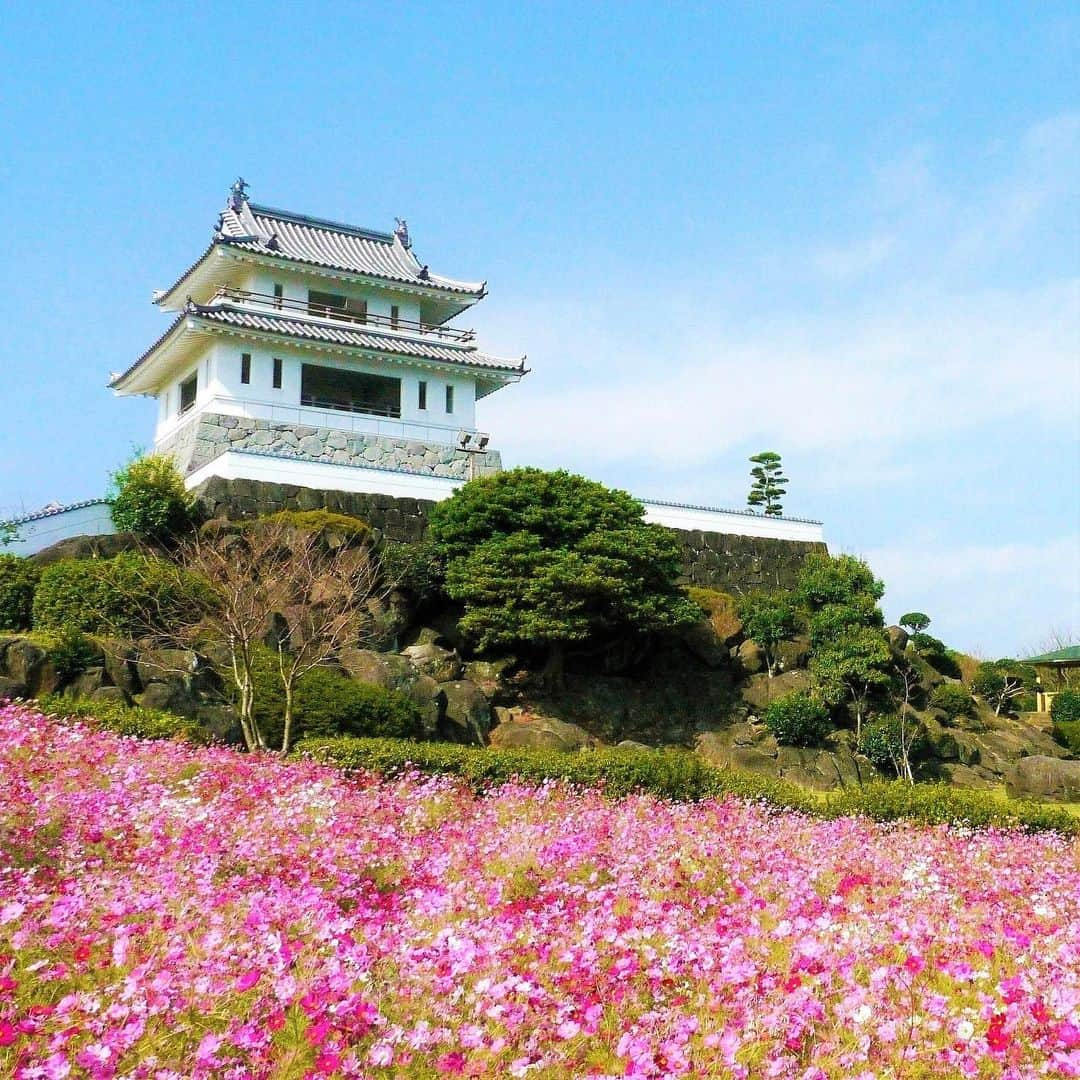 九州電力のインスタグラム：「竹崎城×コスモス🏯🌸 . 佐賀県藤津郡太良町にある「竹崎城」は、南北朝時代に島原の武将・有馬隆泰によって築城されたお城です🏯 展望所からは有明海や雲仙岳を一望できる360°のパノラマを満喫できます🌊⛰  これからの時期、お城をバックに美しく咲き誇るコスモスを観賞することができますよ🌸 . ----------------------------------------------- 📍竹崎城址展望台公園 住所：佐賀県藤津郡太良町竹崎293-6 駐車場：あり（無料） ----------------------------------------------- ※写真提供：太良町観光協会 ※写真は過去に撮影されたものです。  お届けする九州の風景が、皆さまの元気や癒しになれば幸いです☘️  #九州電力 #佐賀 #太良町 #有明海 #竹崎城址展望台 #竹崎城 #コスモス #城 #佐賀観光」