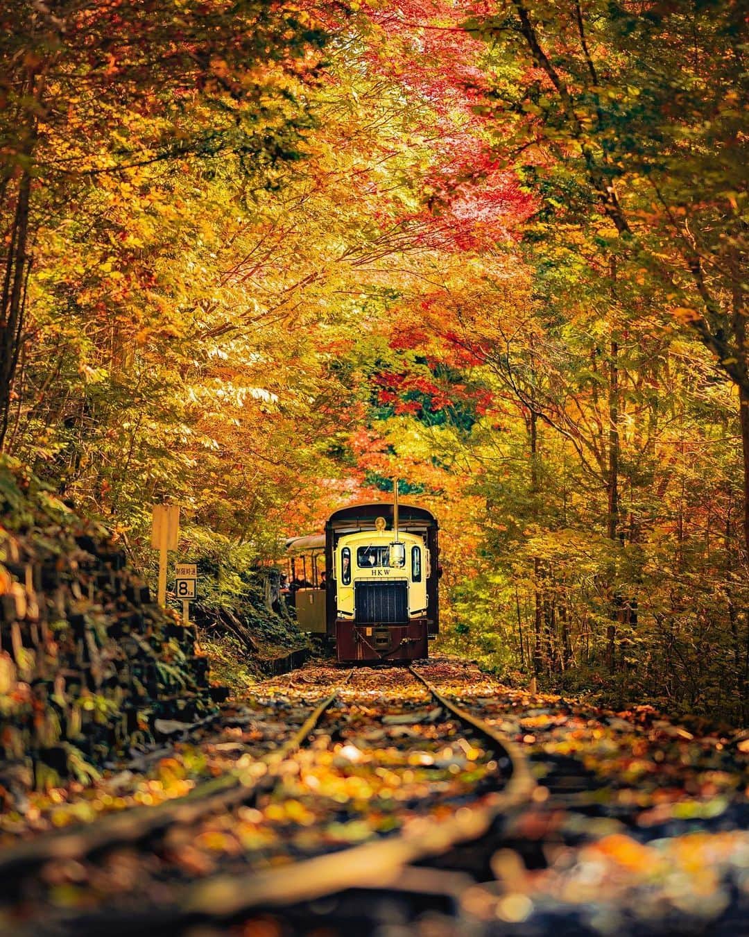 旅行メディア・じゃらん〈公式〉のインスタグラム：「#赤沢森林鉄道 渓流沿いを走る列車から、樹齢300年を超える木曽ヒノキが生い茂る天然林と紅葉を間近で眺められます。例年10月中旬～下旬が見頃。 . . ━━━━━━━━━━━━━━━ 📍 長野県「赤沢森林鉄道」 📷 @sanbonsuge1986 📅 2021.10 ━━━━━━━━━━━━━━━ . . #jalan_travel　をつけていただいた中からpick upしました 素敵なお写真をありがとうございました┈✈︎  .  . ☑ あらかじめ最新情報をご確認の上、お出かけください。 ☑ #jalan_travel をつけて、ぜひ今までの旅行先の思い出写真を投稿してください。このアカウントでご紹介させていただきます。(じゃらんニュースでも紹介される可能性があります） . . . . . . #いつか行きたい #じゃらん #観光 #観光地 #観光スポット #旅行 #旅行好きな人と繋がりたい #旅行好き  #japantravelphoto #japantrip #japantravel #国内旅行 #絶景 #絶景スポット #誰かに見せたい景色 #誰かに見せたい風景 #長野 #長野観光 #長野旅行 #nagano」