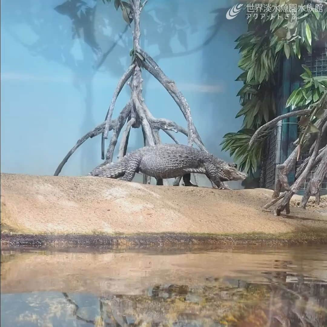 世界淡水魚園水族館 アクア・トト ぎふのインスタグラム：「先日、ニシアフリカコガタワニが歩いていました。  #アクアトト #水族館 #aquarium #オアシスパーク #河川環境楽園」