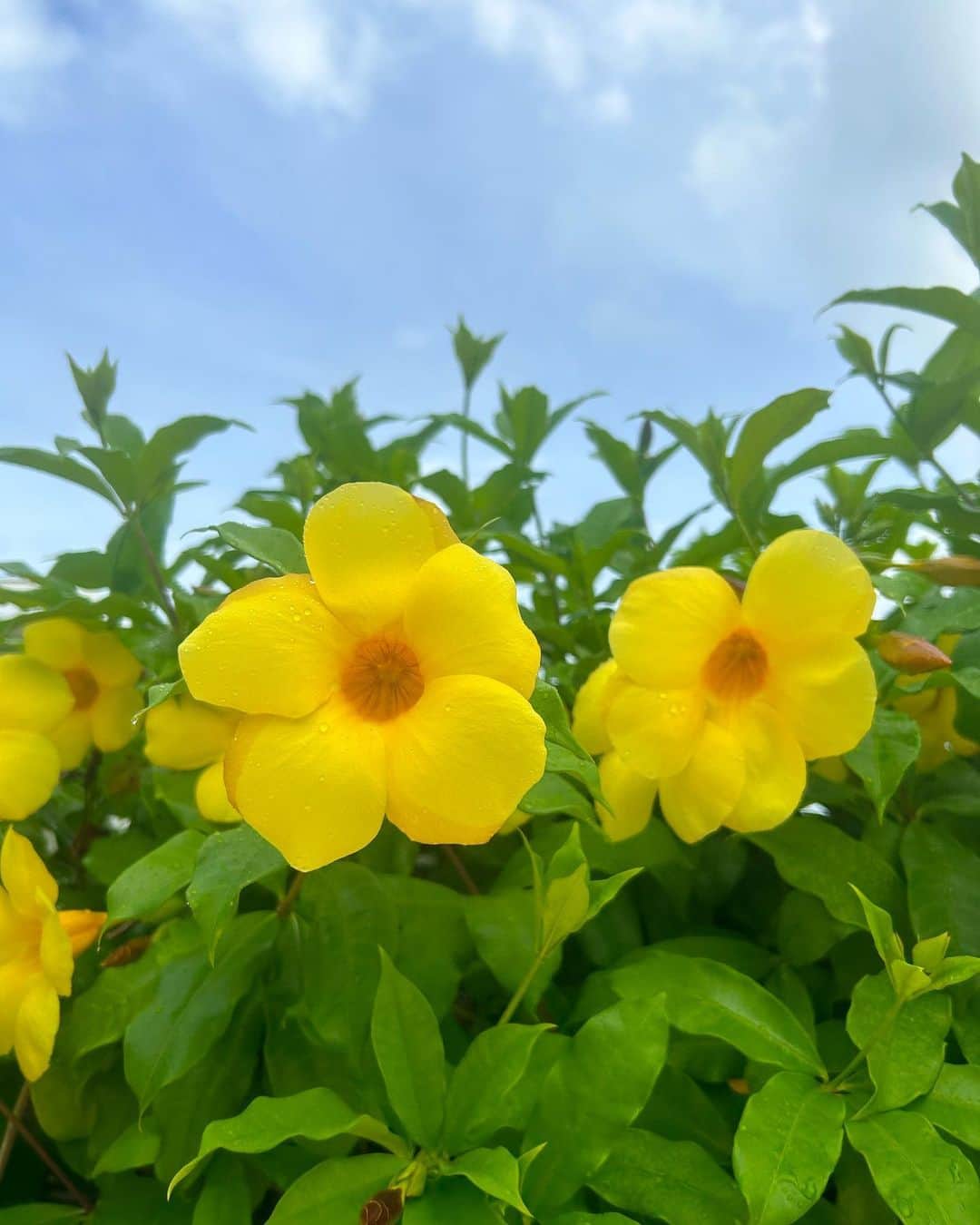 安藤咲良のインスタグラム：「. 雨上がりのお花、水滴も相まってとても綺麗✨💧！ #なんて名前のお花ですか？」