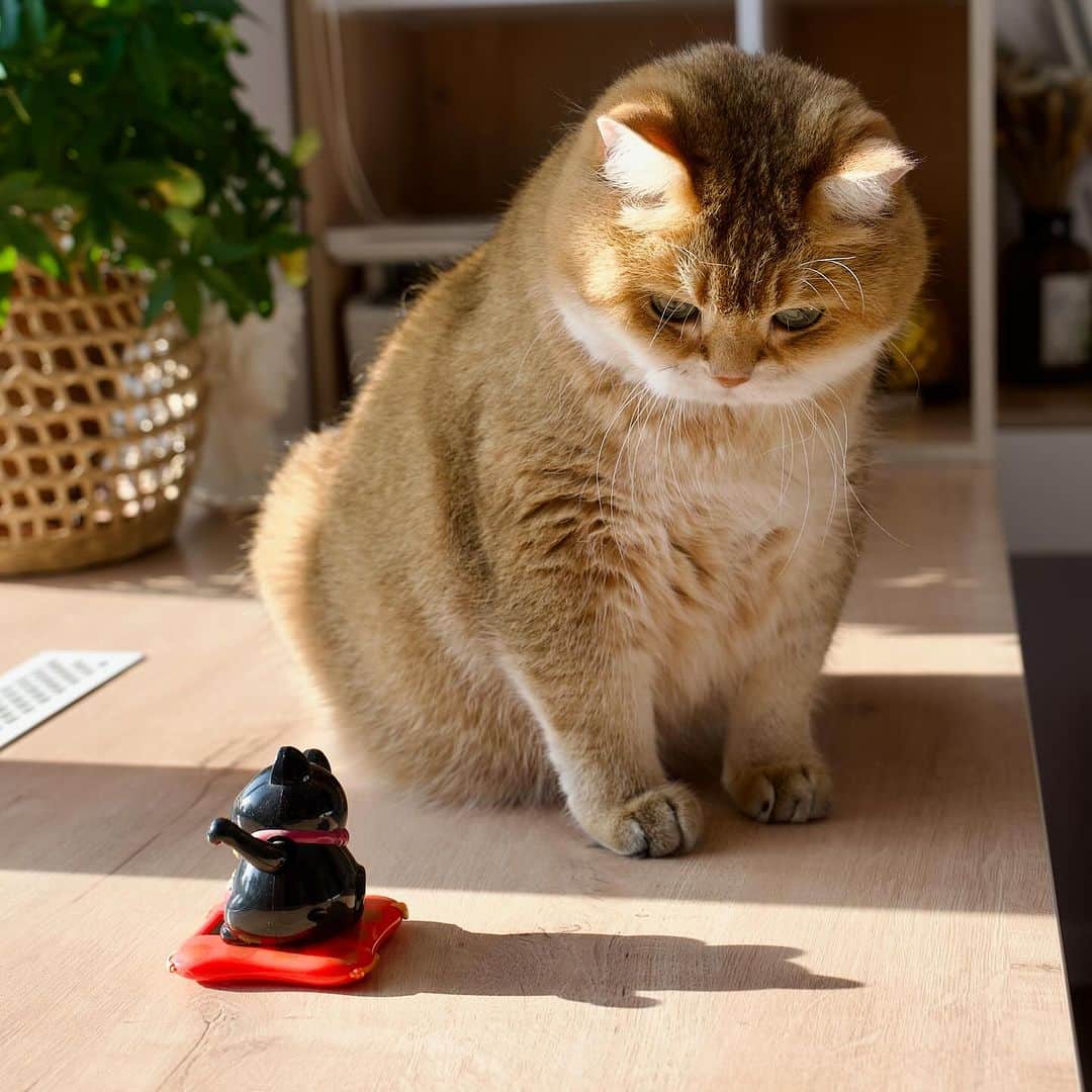 Hosicoさんのインスタグラム写真 - (HosicoInstagram)「This cat is waving its paw all the time 🐱✊」10月10日 17時44分 - hosico_cat