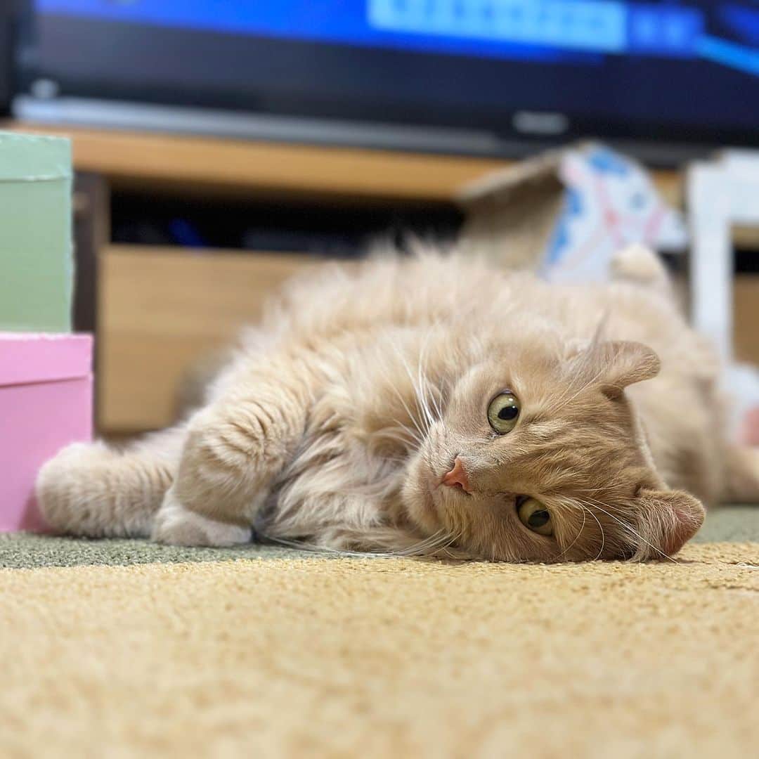 むぎちょこのインスタグラム：「最近 ゴロゴロしてることが多い ちょこちゃん🦁  今日は雨 明日は晴れるらしいよ☺️  🐱ちょこ #アメリカンカール #ラグタス #americancurl  #猫のいる暮らし  #ねこすたぐらむ  #ねこ部  #catlovers」