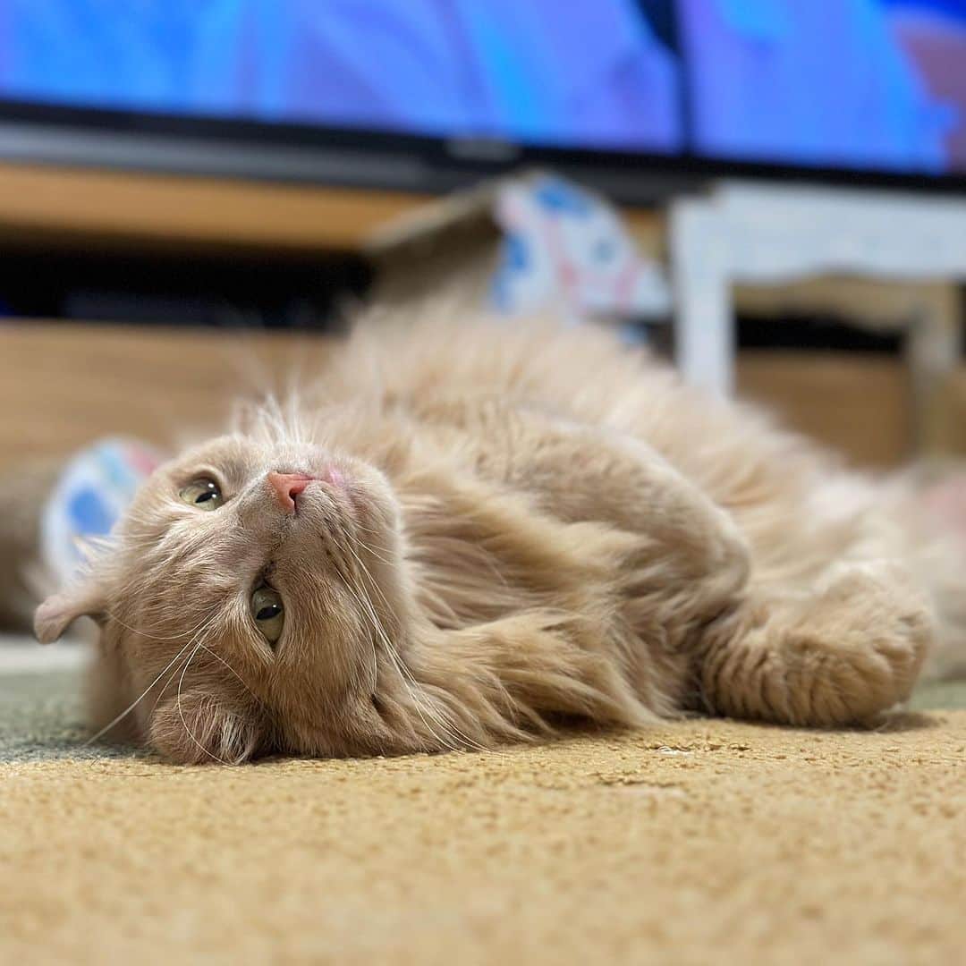 むぎちょこさんのインスタグラム写真 - (むぎちょこInstagram)「最近 ゴロゴロしてることが多い ちょこちゃん🦁  今日は雨 明日は晴れるらしいよ☺️  🐱ちょこ #アメリカンカール #ラグタス #americancurl  #猫のいる暮らし  #ねこすたぐらむ  #ねこ部  #catlovers」10月10日 17時52分 - mugi325channel