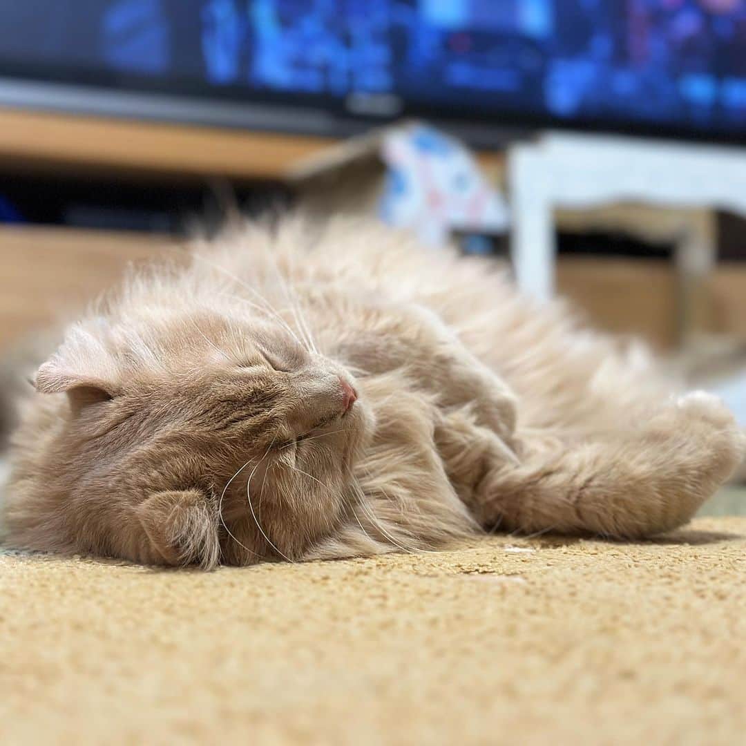 むぎちょこさんのインスタグラム写真 - (むぎちょこInstagram)「最近 ゴロゴロしてることが多い ちょこちゃん🦁  今日は雨 明日は晴れるらしいよ☺️  🐱ちょこ #アメリカンカール #ラグタス #americancurl  #猫のいる暮らし  #ねこすたぐらむ  #ねこ部  #catlovers」10月10日 17時52分 - mugi325channel