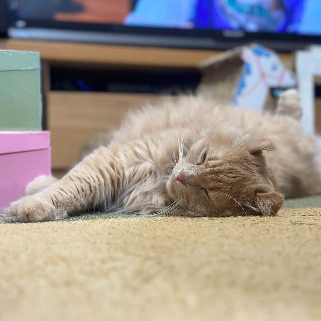 むぎちょこさんのインスタグラム写真 - (むぎちょこInstagram)「最近 ゴロゴロしてることが多い ちょこちゃん🦁  今日は雨 明日は晴れるらしいよ☺️  🐱ちょこ #アメリカンカール #ラグタス #americancurl  #猫のいる暮らし  #ねこすたぐらむ  #ねこ部  #catlovers」10月10日 17時52分 - mugi325channel