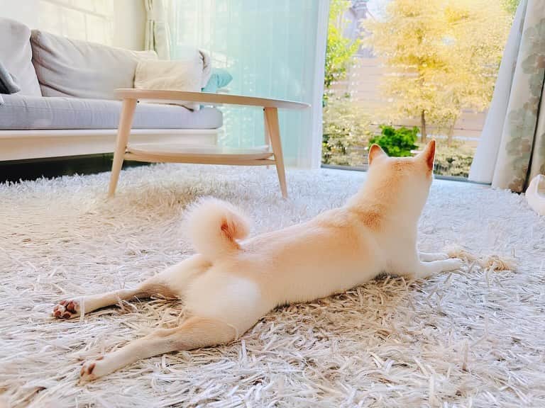 のインスタグラム：「こんばんは！  『感情直結型ギタリスト』西川進です！！  連日アレの作業が続いております、、、。  今年は過去最高の演奏曲数になりそうで、、、  まだまだ長い旅の途中ですが、、、  、、、頑張ります！！  良かったら応援よろしくお願いいたします、、、。  写真は、、、  昼間めちゃくちゃ爽やかなお天気で、、、  リビングでめちゃくちゃくつろぐ愛犬「ミル」（白豆柴の女の子）、、、。  、、、癒やされる、、、（笑）  今日と明日がみなさまにとって素敵な一日となりますように、、、。  #ミルベストショット #柴犬　#豆柴  ＿＿＿＿＿＿＿＿＿＿＿＿＿＿＿＿＿＿＿＿＿ ＿＿＿＿＿＿＿＿＿＿＿＿＿＿＿＿＿＿＿＿＿  sayuras(サユラス)初ワンマンライブのチケット一般発売開始！！  新しいバンドの幕開けの"瞬間"を見逃すな！！  チケットお求めはこちらから！！  ◉sayuras初ワンマンライブ"The Beginning"  2023.12.16(土)@下北沢CLUB Que ローソンチケット https://l-tike.com/sayuras/ イープラス https://eplus.jp/sayuras/  ◉sayuras 1st single『ナイン』disital released!  各配信サイト https://nex-tone.link/A00122820  MusicVideo https://youtu.be/gfM6s97elyk?si=1Wk7diqlXruUDgzu  ＿＿＿＿＿＿＿＿＿＿＿＿＿＿＿＿＿＿＿  株式会社 Emö SensatioN（Smash Room Group）は、  サポートミュージシャン  （特に！！ベーシスト、キーボーディスト）を急募します！！  応募はこちらから！！  https://emosensation.com/wanted/  Smash Room Group https://smashroom.com  #ミル #愛犬　#白豆柴 #白い豆柴   #sayuras　#サユラス　#西川進　#ギター #ギタリスト　#guitarist #サウンドプロデュース #スマッシュルーム　#SmashRoom #サポートミュージシャン  #レコーディング　#ソロ　#EmöSensatioN　#エモセンセイション　  #ギター教室 #音楽教室 #レッスン #スクール #エモスク  #演奏　#楽器　#音楽」
