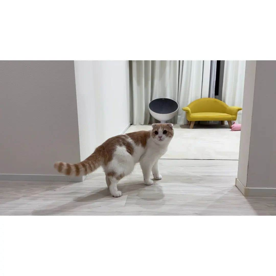 もちまるさんのインスタグラム写真 - (もちまるInstagram)「手術前日にごはん抜きにされた子猫が腹ペコでこうなっちゃいました…」10月10日 18時00分 - catmotimaru