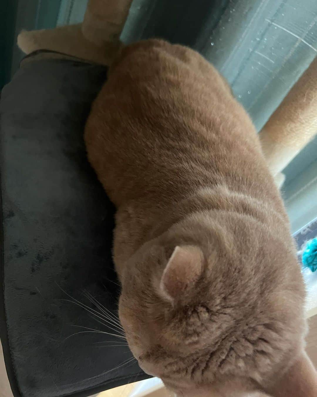 赤西涼のインスタグラム：「朝晩冷えるようになってきたので、キャットタワーにヒーターを設置🐱 早速使ってくれたよ🥰」
