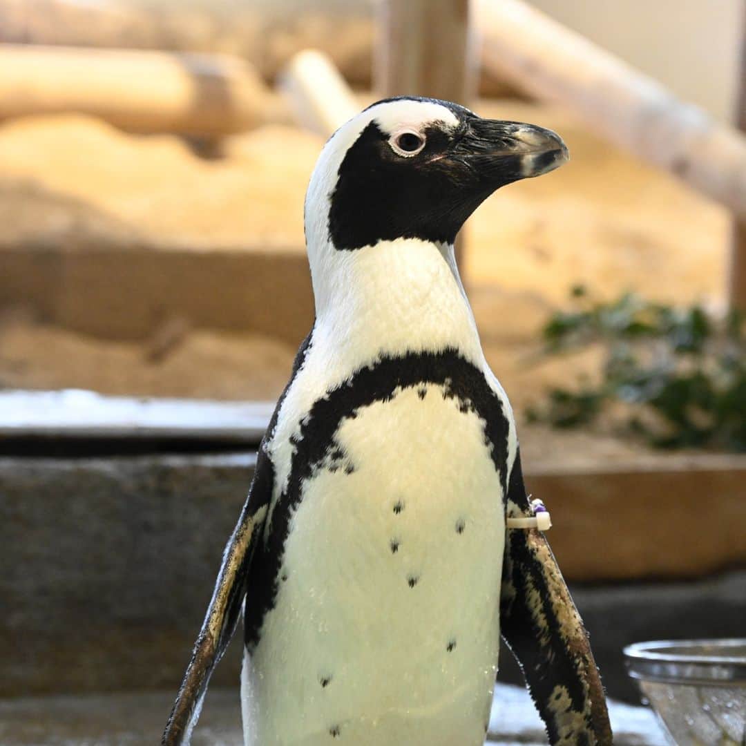生きているミュージアム　NIFREL（ニフレル）公式さんのインスタグラム写真 - (生きているミュージアム　NIFREL（ニフレル）公式Instagram)「海遊館が「ケープペンギンを思う1週間」の 招待状を受け取りました!🐧  実は世界で数を減らしている #ケープペンギン 　 改めてどのような生きものなのか、 ケープペンギンを知ってもらうきっかけになればと ニフレルのキュレーターもこの企画に参加します！  ニフレル公式HPの「キュレーターブログ」でたっぷりおはなし中。 ぜひご覧ください✍️  #ニフレル #海遊館  #世界中でケープペンギンを思う一週間 #NOOW」10月10日 18時26分 - nifrel_official