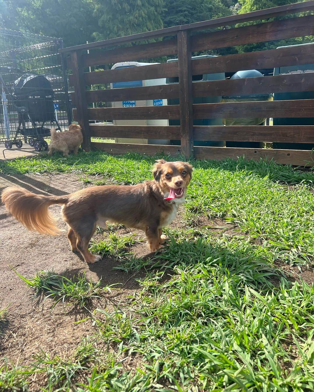 山口厚子のインスタグラム：「夏の思い出パナ編🐶  楽しすぎてベロが収まりきれないパナ🤣💛  #チワックスのパナちゃん #愛犬 #ドッグラン」