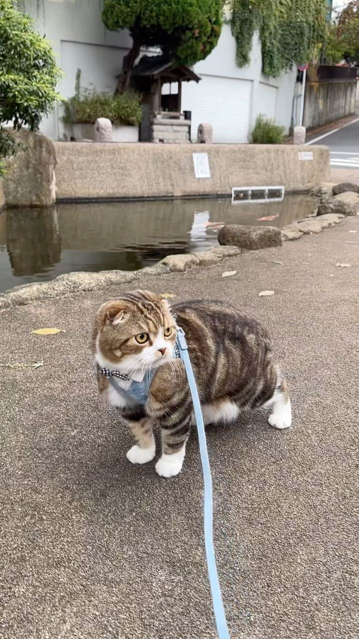 yayoi89のインスタグラム：「I love walking while watching fish Uzura🐵🐟  ちょこっと散歩 うずらちゃん🐒  ロン毛ーズはカートから見てる タラちゃんなんてほぼ隠れてる😂  #weeklyfluff #adorable #catsofinstagram #cat #instagood #catlovers #catoftheday #9gag #ilovemycat #petstagram #scottishfold #cutecat  #ふわもこ部 #ねこ #猫 #ねこのいる生活 #お散歩 #スコティッシュフォールド #かわいい #にゃんすたぐらむ #ねこら部 #猫のいる暮らし #ねこのきもち」