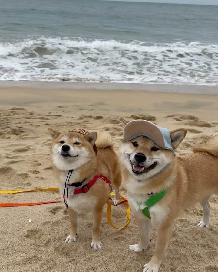 豆柴 福and富のインスタグラム：「. . 秋なのに海で遊んできたよ🏖️🎶  誰もいなくてまるでプライベートビーチ🤭 帽子で季節外れ感をカバー🤣👍  全力で走ったりまぁまぁいい運動になった😆💨  . .  #mylove #doglover  #dogstagram #dogs  #shiba #shibainu #shibalove #shibadog  #shibagram #shibamania #shibalife  #shiba_snap #柴犬 #豆柴 #多頭飼い #犬のいる暮らし #犬のいる生活  #doglover #dogstagram #shibaaaaainu #barked #9gag  #thedailyshibainu #시바견　#시바이누 #小狗  @shiba_snap @barked @everydoglover @9gag」