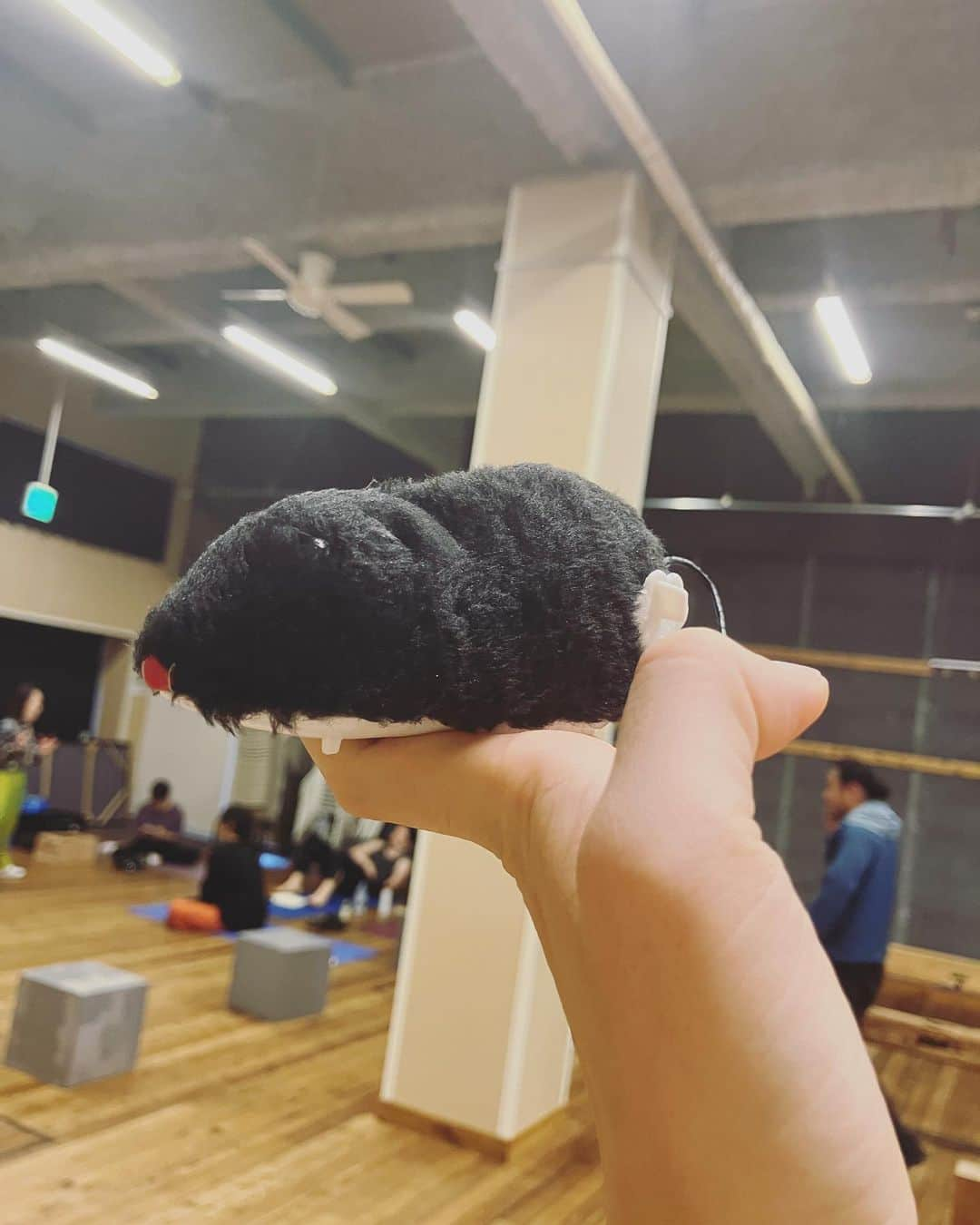 上原実矩のインスタグラム：「稽古場のアイドル。ニコロ。正二郎さんの足元にごめんなさい。🐀（笑）#エミリアガロッティ   開幕まであと4日！まもなくだ！ラストスパートだ！「ああでなければこうなるだけよ！」すみだパークでお待ちしております🥀」