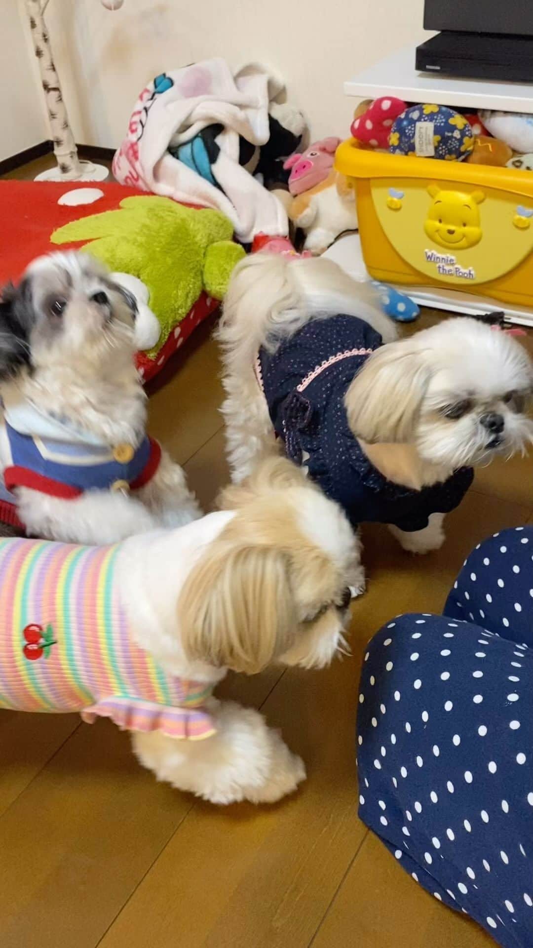 ?????HANA?????のインスタグラム：「🐶🎂🐶 今日10/10は私（はにゃ子）の誕生日ザマス〜🐶❤️ 昨日はべる君の誕生日だったから2日連続でケーキ食べれたザマス〜🐶❤️👍 13歳になった私と 4歳になったべる君を これからもよろしくザマス〜💪」