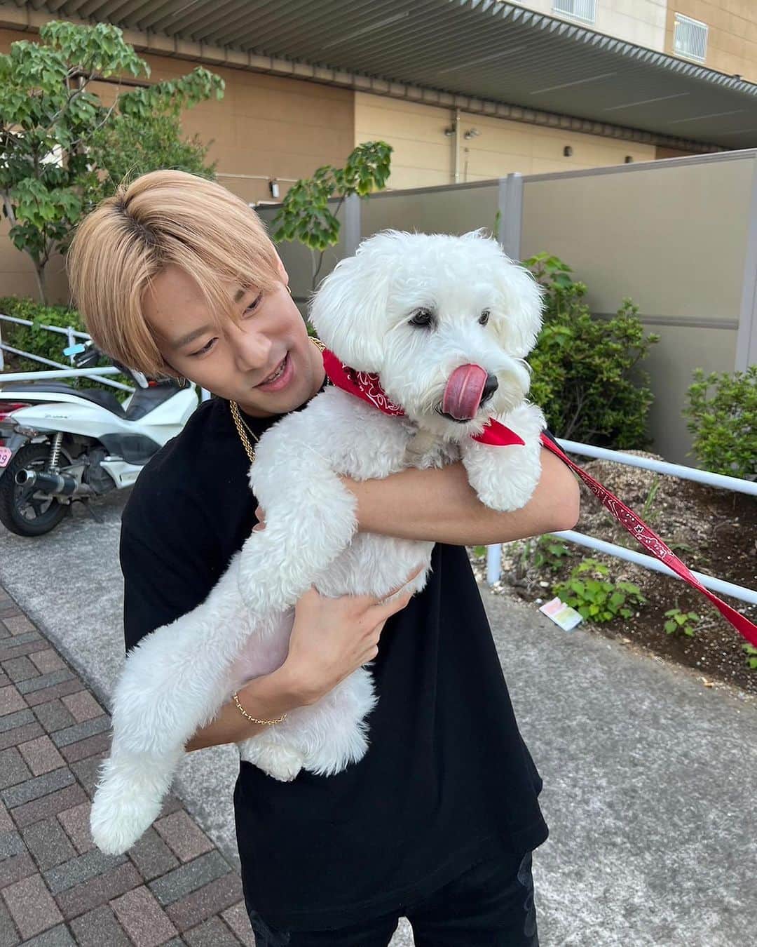 深堀未来さんのインスタグラム写真 - (深堀未来Instagram)「この間、久々に実家で飼ってる犬に会った😍  みんなにも可愛いがられててほっこりしたな〜☺️  #白シュナ #いつか大型犬飼いたい #動物愛好家 #赤バンダナは俺の方が似合う」10月10日 19時20分 - mikufukahori.official