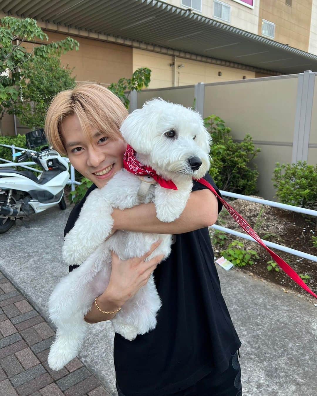 深堀未来さんのインスタグラム写真 - (深堀未来Instagram)「この間、久々に実家で飼ってる犬に会った😍  みんなにも可愛いがられててほっこりしたな〜☺️  #白シュナ #いつか大型犬飼いたい #動物愛好家 #赤バンダナは俺の方が似合う」10月10日 19時20分 - mikufukahori.official