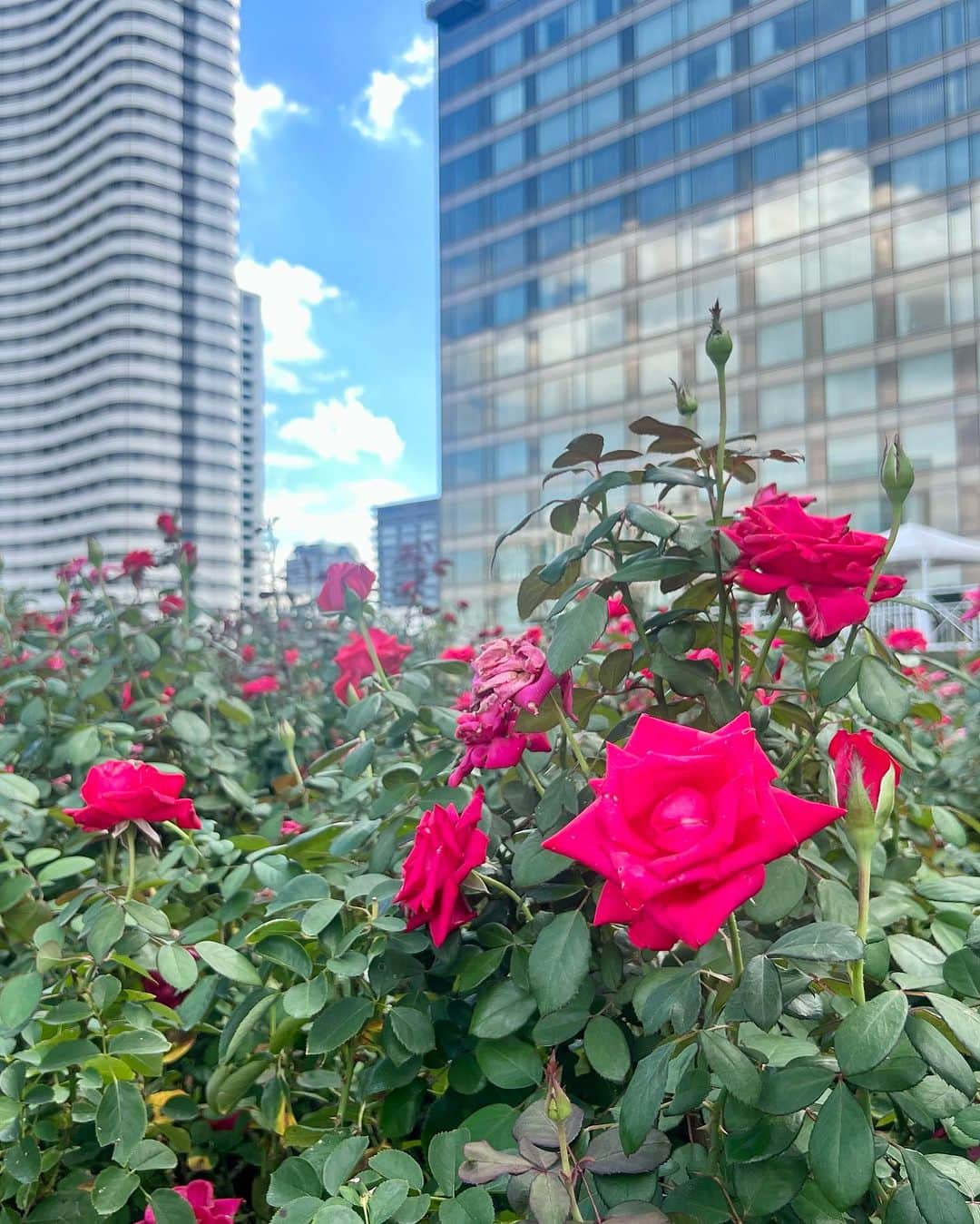 ホテル ニューオータニさんのインスタグラム写真 - (ホテル ニューオータニInstagram)「【本日のレッドローズガーデン／Red Rose Garden Virtual Tour🌹】  天気も回復し、最盛期を迎えています。  If you love this photo as we do, please comment with a🌹 stamp! ＊素敵！と思ったら🌹のスタンプをコメントしてください。  🌹レッドローズガーデンスペシャルマンス Red Rose Garden Special Month  2023年9月23日（土・祝）～10月22日（日） September 23- October 22 2023  30種3万輪のバラが咲き誇る屋上庭園Red Rose Gardenを一部の方に向けて特別に開放！期間限定イベントや入場券付きレストランプランを販売しております。  都心の"秘密の花園"で、優雅なひとときをお過ごしください。  The Red Rose Garden, is a rooftop garden with 30,000 roses of 30 different varieties in bloom, now opens to the public! For a limited-time special events will also be held.  Please enjoy a moment of elegance in our "secret garden" in the heart of the city.  ◇ご予約・詳細は@hotelnewotanitokyo プロフィールのURLより「Red Rose Garden」バナーをタップ👆  For reservations and details, tap the "Red Rose Garden" banner from the URL in @hotelnewotanitokyo's profile.  《レッドローズガーデンスペシャルマンス🌹》  期間：2023年9月23日（土・祝）～10月22日（日） 時間：10:00～17:00（最終入場16:30）  入園対象者： ♦ニューオータニクラブ会員の皆さま（ご同伴のお客さまは2名さままで） ♦ホテルニューオータニ（東京）にご宿泊中のすべてのお客さま ♦レッドローズガーデンイベントにご参加のお客さま ♦レッドローズガーデン入場券付レストランプランをご利用のお客さま ♦ご記入済みのニューオータニクラブ入会申込書をご持参の方（1グループ3名さままで） ♦ニューオータニクラブVISAカードのオンライン入会お申し込みをお済みの方（1グループ3名さままで） ※お申し込み番号やお申し込み受付のお知らせメールなど、ご証明のものをご提示いただきます。  #レッドローズガーデン #ローズガーデン #バラ園 #バラ #バラのある暮らし #ガーデニング  #rosegarden #roses #redrosegarden  #ホテル #東京ホテル #ホテルステイ  #ホテルニューオータニ #ニューオータニ #hotelnewotani #newotani #赤坂見附 #赤坂 #四ツ谷 #紀尾井町  #tokyo #japan #tokyotrip  #tokyotravel #tokyohotel  #virtualtour #forbestravelguide #futuretravelguide #thepreferredlife」10月10日 19時36分 - hotelnewotanitokyo
