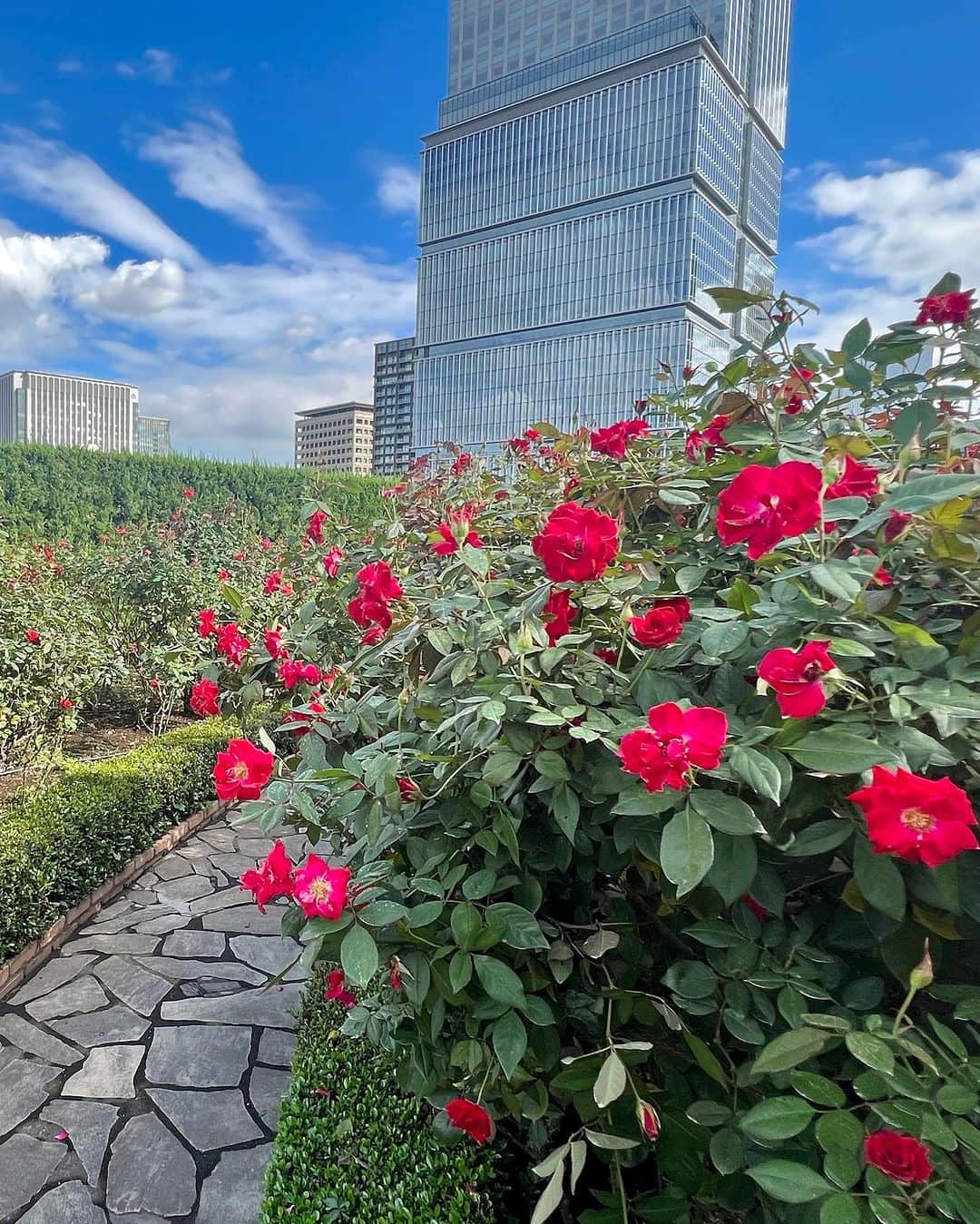 ホテル ニューオータニさんのインスタグラム写真 - (ホテル ニューオータニInstagram)「【本日のレッドローズガーデン／Red Rose Garden Virtual Tour🌹】  天気も回復し、最盛期を迎えています。  If you love this photo as we do, please comment with a🌹 stamp! ＊素敵！と思ったら🌹のスタンプをコメントしてください。  🌹レッドローズガーデンスペシャルマンス Red Rose Garden Special Month  2023年9月23日（土・祝）～10月22日（日） September 23- October 22 2023  30種3万輪のバラが咲き誇る屋上庭園Red Rose Gardenを一部の方に向けて特別に開放！期間限定イベントや入場券付きレストランプランを販売しております。  都心の"秘密の花園"で、優雅なひとときをお過ごしください。  The Red Rose Garden, is a rooftop garden with 30,000 roses of 30 different varieties in bloom, now opens to the public! For a limited-time special events will also be held.  Please enjoy a moment of elegance in our "secret garden" in the heart of the city.  ◇ご予約・詳細は@hotelnewotanitokyo プロフィールのURLより「Red Rose Garden」バナーをタップ👆  For reservations and details, tap the "Red Rose Garden" banner from the URL in @hotelnewotanitokyo's profile.  《レッドローズガーデンスペシャルマンス🌹》  期間：2023年9月23日（土・祝）～10月22日（日） 時間：10:00～17:00（最終入場16:30）  入園対象者： ♦ニューオータニクラブ会員の皆さま（ご同伴のお客さまは2名さままで） ♦ホテルニューオータニ（東京）にご宿泊中のすべてのお客さま ♦レッドローズガーデンイベントにご参加のお客さま ♦レッドローズガーデン入場券付レストランプランをご利用のお客さま ♦ご記入済みのニューオータニクラブ入会申込書をご持参の方（1グループ3名さままで） ♦ニューオータニクラブVISAカードのオンライン入会お申し込みをお済みの方（1グループ3名さままで） ※お申し込み番号やお申し込み受付のお知らせメールなど、ご証明のものをご提示いただきます。  #レッドローズガーデン #ローズガーデン #バラ園 #バラ #バラのある暮らし #ガーデニング  #rosegarden #roses #redrosegarden  #ホテル #東京ホテル #ホテルステイ  #ホテルニューオータニ #ニューオータニ #hotelnewotani #newotani #赤坂見附 #赤坂 #四ツ谷 #紀尾井町  #tokyo #japan #tokyotrip  #tokyotravel #tokyohotel  #virtualtour #forbestravelguide #futuretravelguide #thepreferredlife」10月10日 19時36分 - hotelnewotanitokyo