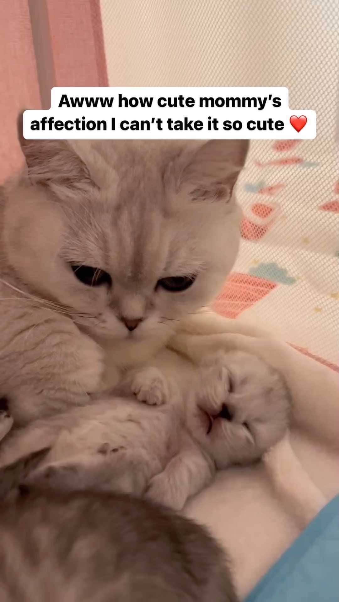 Cute Pets Dogs Catsのインスタグラム