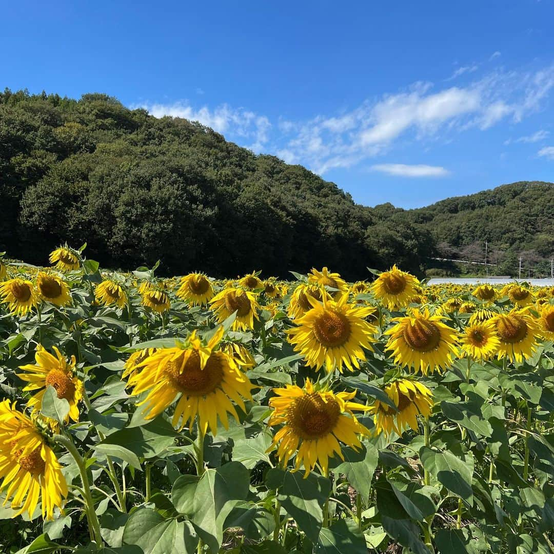 武藤乃子さんのインスタグラム写真 - (武藤乃子Instagram)「🌻 1番好きな花！！  #ひまわり畑  #ひまわり  #ヒマワリ畑  #ヒマワリ #向日葵」10月10日 19時55分 - muto_noriko.11