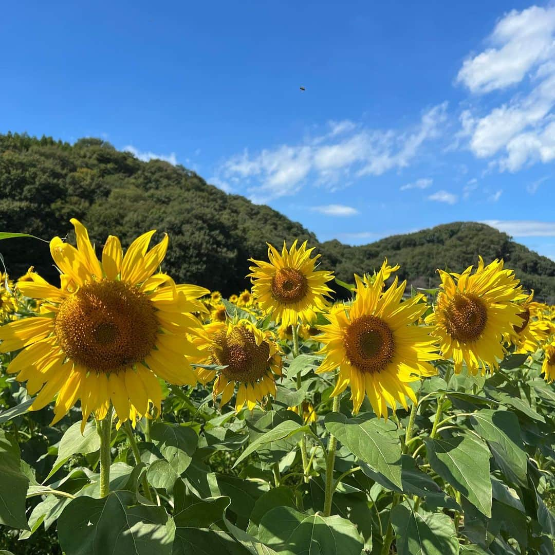 武藤乃子さんのインスタグラム写真 - (武藤乃子Instagram)「🌻 1番好きな花！！  #ひまわり畑  #ひまわり  #ヒマワリ畑  #ヒマワリ #向日葵」10月10日 19時55分 - muto_noriko.11