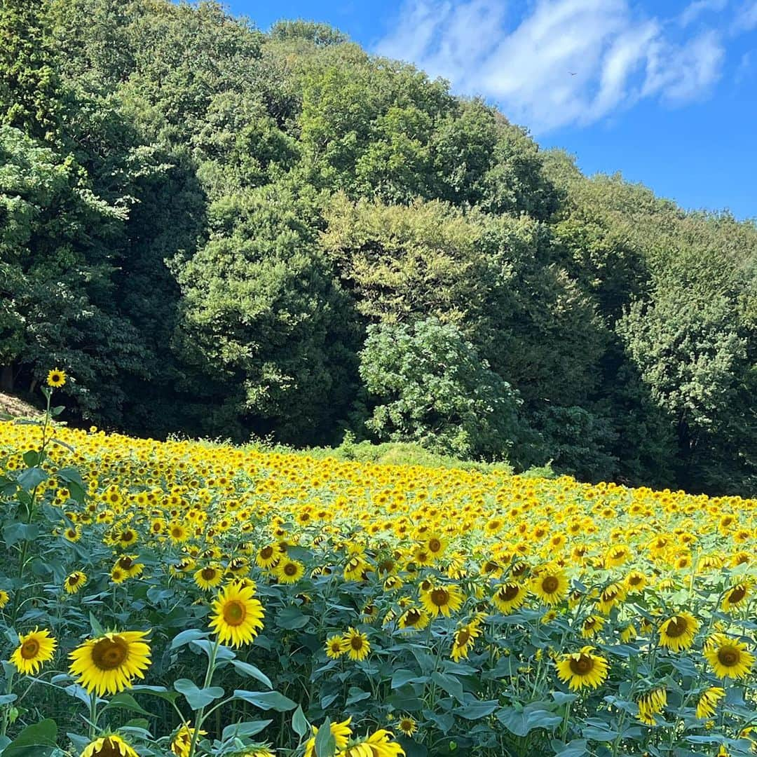 武藤乃子さんのインスタグラム写真 - (武藤乃子Instagram)「🌻 1番好きな花！！  #ひまわり畑  #ひまわり  #ヒマワリ畑  #ヒマワリ #向日葵」10月10日 19時55分 - muto_noriko.11