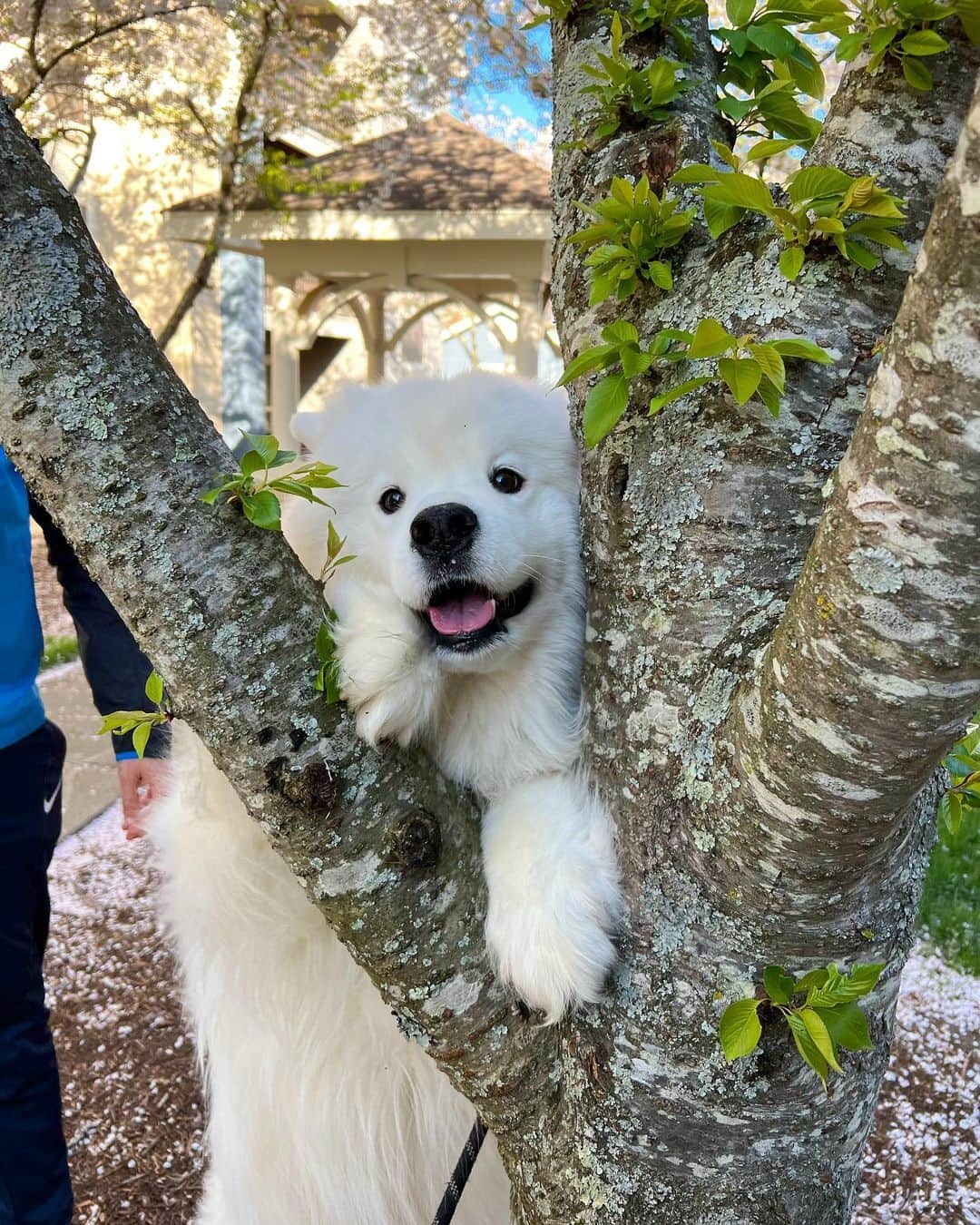 8crapのインスタグラム：「Henlo there am your new branch manager 😛 - Hashtag #barkedtongueout on your doggo’s tongue out photos/videos and get a chance to be featured! - 📷 @biffthesamoyed - #barked #tongueouttuesday #tot #👅 #😛 #dog #doggo #Samoyed」