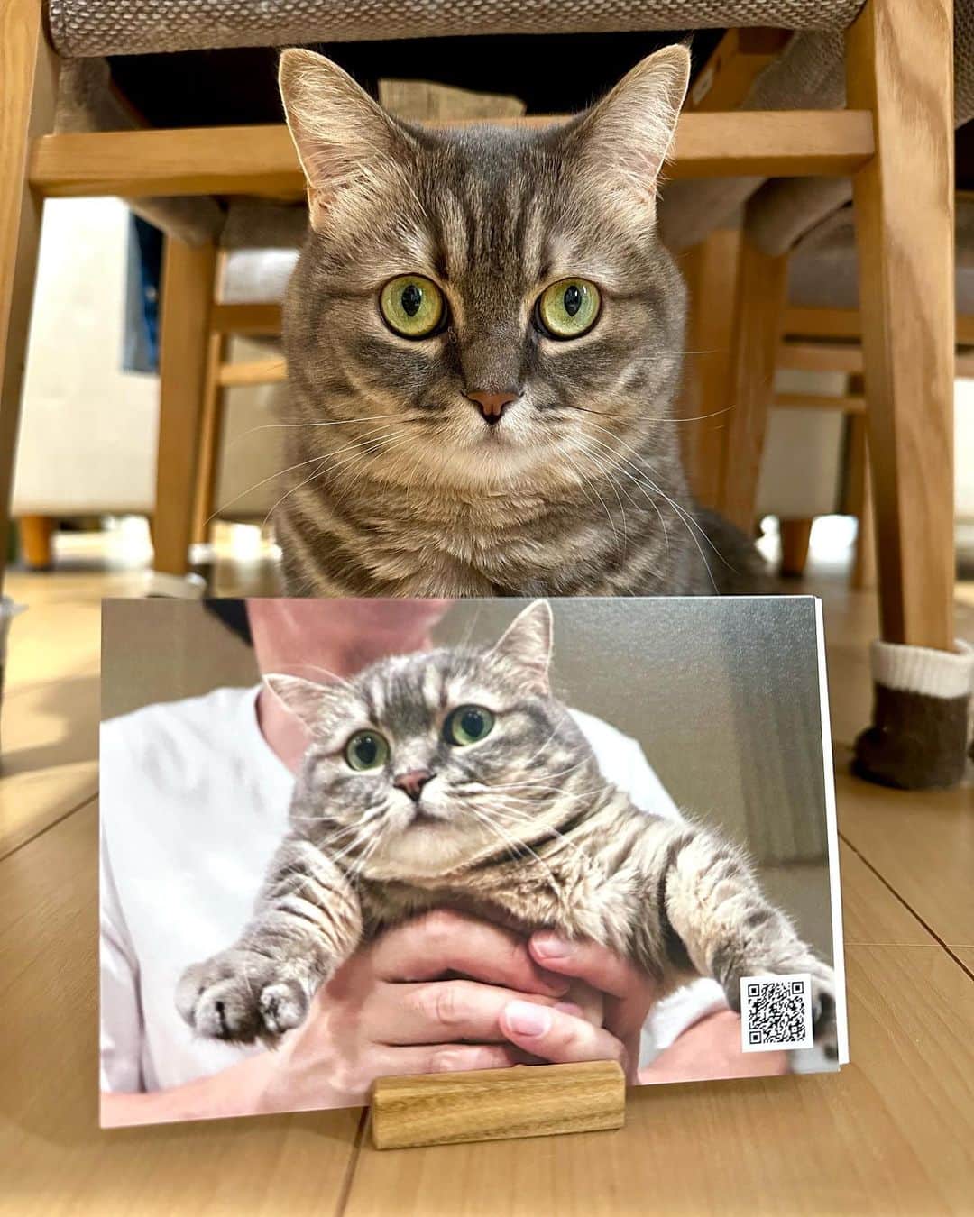 のインスタグラム：「. . . 🎀スワイプしてね　Swipe→🎀 . . ここあカレンダー2024のサンプルが届きました😸🎁 . 卓上カレンダーで、裏に予定が書き込めるようになっています。 . お値段は1300円程度を予定しています（送料込み） . メルカリにて販売予定です。 . 発注数を考えますので、欲しい方はコメント欄に書いて下さい😊 . すでにDMで連絡をくださった方はコメント欄に記入しなくても大丈夫です👌 . 宜しくお願いします。 .  Cocoa Calendar 2024 It is a desk calendar. Scheduled to be sold on Mercari for 1300 yen. We will notify you once sales start. . . #飼い主が出品から発送までやります #この為にメルカリデビュー #いきなり出品 #毎年カレンダーのおかげで出来る事が増える #海外の郵便事情に詳しいオバサンになった #ここあカレンダー #オリジナルカレンダー #マンチカン #短足マンチカン #カレンダー #calendar」