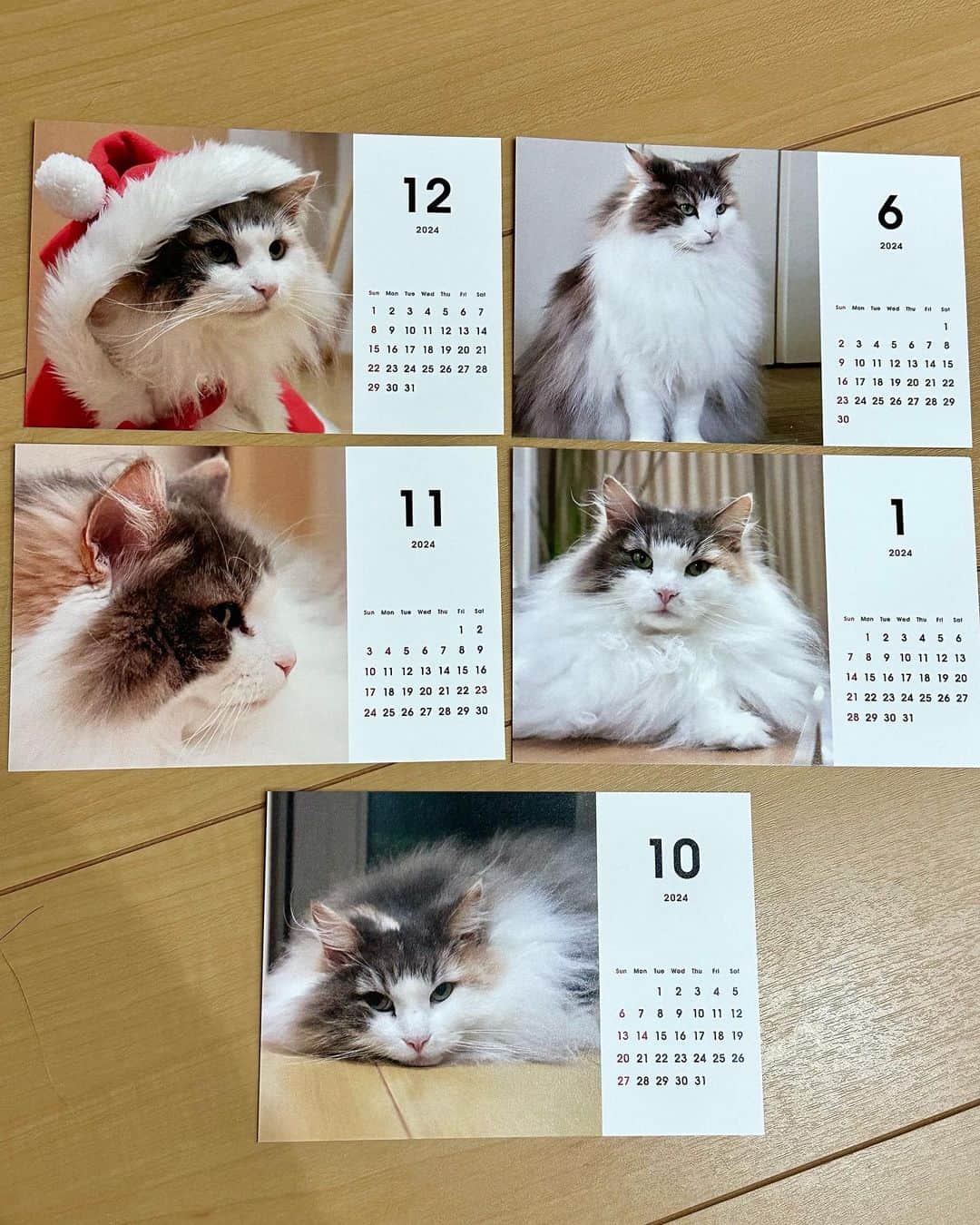 こむぎこまるさんのインスタグラム写真 - (こむぎこまるInstagram)「. . . 🌹スワイプしてね　Swipe→🌹 . . こむぎ卓上カレンダー2024です😸🌹 . こちらも発注数の目安が欲しいので、購入希望の方はコメント欄にコメントして下さい😊 . こちらもメルカリで販売します。 . お値段は1300円程度を予定しています。 . 宜しくお願いします🙇‍♀️ . . Komugi Calendar 2024 It is a desk calendar. Scheduled to be released for 1300 yen. I will sell it on Mercari. . . #こむぎカレンダー #オリジナルカレンダー #norwegianforestcat  #ノルウェージャンフォレストキャット  #calendar」10月10日 22時05分 - mugimeshi323
