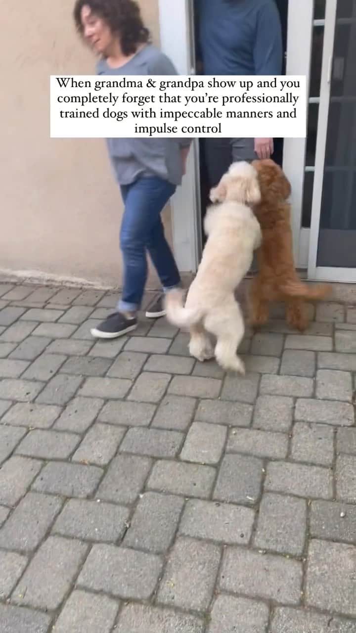 DogsOf Instagramのインスタグラム：「@milliethecitydood just keeping it real…🙈 . . . . . #grandpawrents #funnydogs #dogsofinstagram #naughtydogg #exciteddog」