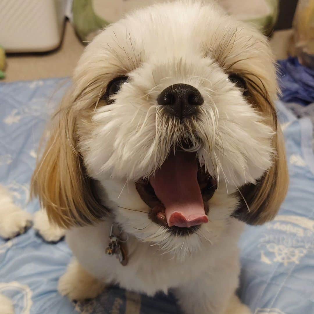 Kukkaのインスタグラム：「もふもふもふもふ #シーズー」