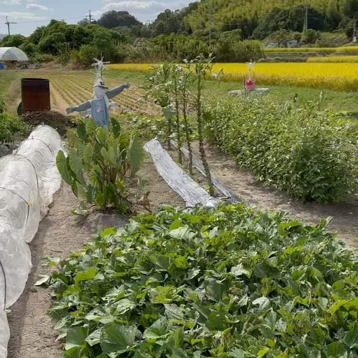 石田靖のインスタグラム