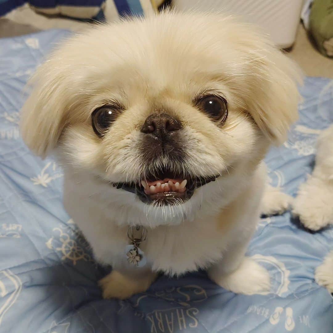 Kukkaのインスタグラム：「もふもふ #ペキニーズ」