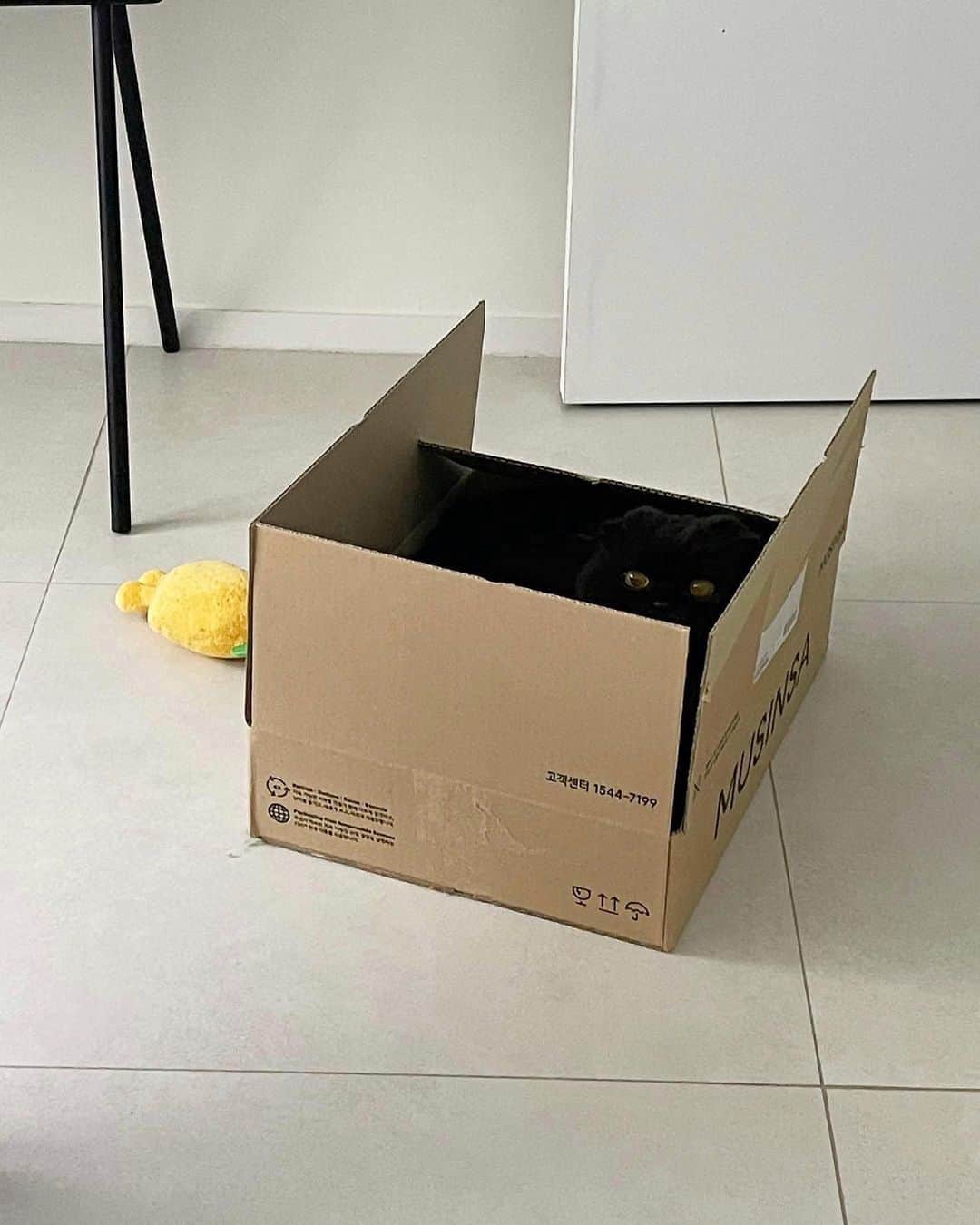 のインスタグラム：「여간해서 찾기 어려운 내고영..! 은폐엄폐 모드에선 눈 크게 뜨고 봐야함ㅋㅋㅋ  엄마 시력이 -6.5, -7인데..!!👵🏻 헛헛한 눈으로 깜털이 퀘스트는 증맬로 어렵쟈나~!  #cat #토토상회 #부르면깨꿍해서다행 #고개들어도주댕인안보임」