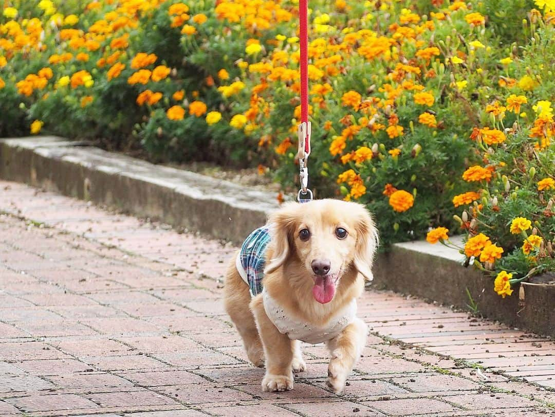 Sora Momoのインスタグラム：「マリーゴールドとそら🐶🐾 ☺︎ どんどん歩く🐾 何なら走る💨💨 お出かけしたら嬉しくて果てしなくどんどん未知の世界を突き進んで行きたいそらなのです😊 ☺︎ これでお出かけ写真はおしまい 他にもたくさん綺麗なお花が咲いてコスモス🌸もあったのに写真撮らずに帰ってきてしまいました😅 楽しそうにしている２人の写真や動画もっと撮れたらよかったけど、動き回る２人を撮るのはやっぱり難しくて😅💦 ☺︎ いつか後で見返した時にこんなだったねって笑顔になれる自然な２人を撮れるようになれたらいいなぁ 多分無理だけど😆 ☺︎ #お出かけ写真#マリーゴールドとそら#初めての場所は#どんどん歩きたい#何なら走りたい#突き進むタイプ #誰にも止められない笑#楽しそうで何より#またお出かけしようね#帰り道に撮るつもりが#気付いたら#コスモス撮ってない  #ダックス#ミニチュアダックス #dachshund #miniaturedachshund」