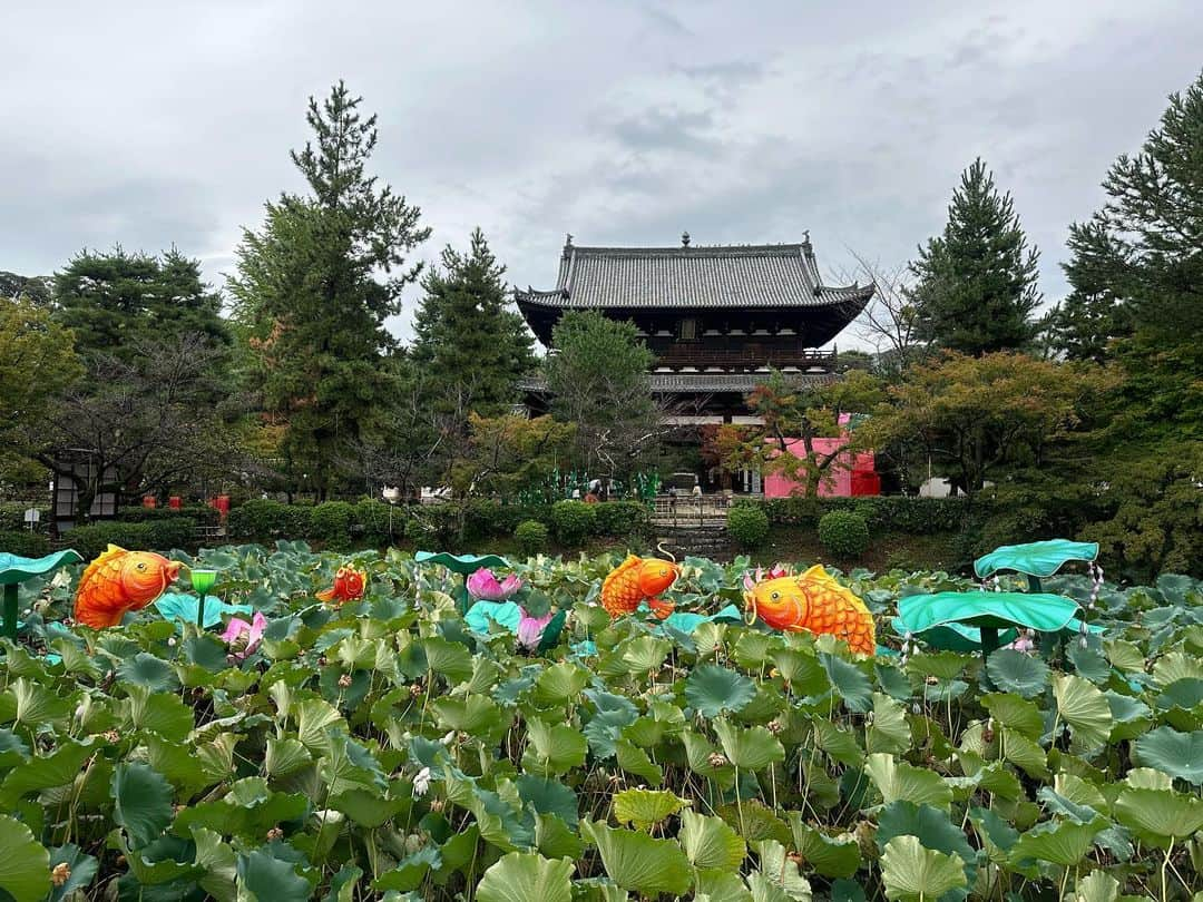 Atsukoのインスタグラム：「＊ まいまい京都さんの萬福寺さんの普茶料理をいただくツアーへ、先日いってきました。いま、ランタンフェスティバルをされてるので、夜にも伺いたいなあと思いつつ…。 ・ ・ #まいまい京都 #萬福寺 #京都 #kyoto」