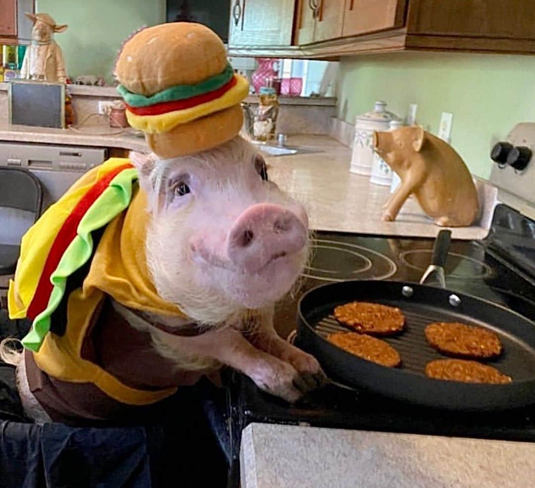 Priscilla and Poppletonのインスタグラム：「Silly Pop is cooking up some veggie burgers in honor of #WorldPlantBasedBurgerDay! Place your orders below!🐷🌱🍔 #friendsnotfood #veggieburger #sillypop #PrissyandPop」