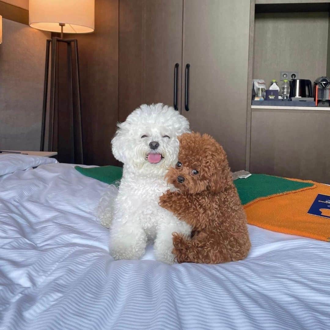 SHEINのインスタグラム：「Tag your cozy SZN cuddle buddy 👇🐕🐩 @arang2o_o  #SHEINinspo」