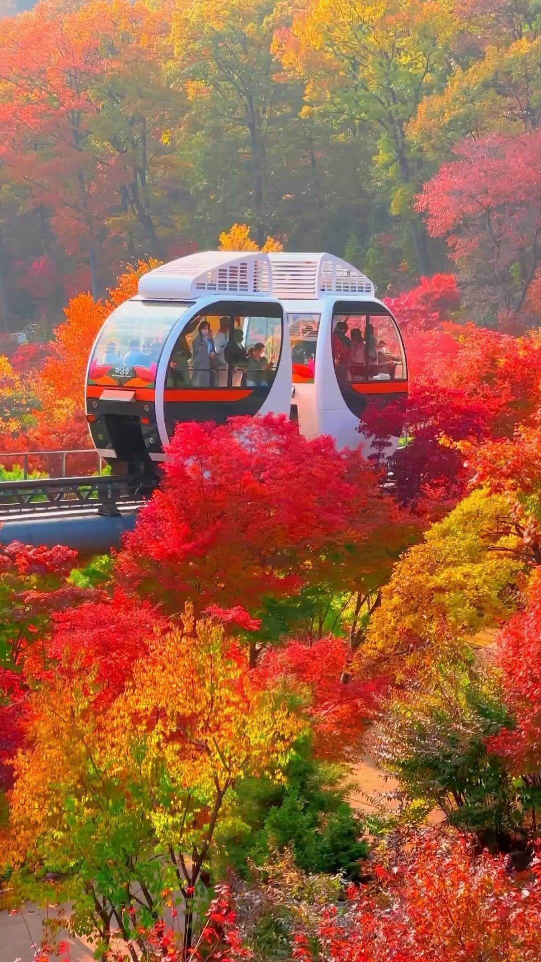 Wonderful Placesのインスタグラム：「@colorny showing the beauty of fall season in South Korea 😍😍🍂🍂 Tag who you’d go with!!! 🥰🥰🥰 . 📹 ✨@colorny✨ 📍Hwadamsup, Gwangju - South Korea 🇰🇷  #wonderful_places for a feature ♥️」