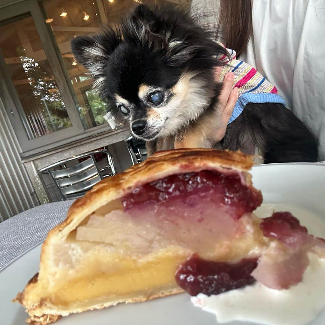 前田ゆうさんのインスタグラム写真 - (前田ゆうInstagram)「山中湖のわんちゃんがいけるカフェにいってきました😊 肌寒くなってきたけどすずしくて気持ちいい😁 ケーキ🍰がおいしすぎた🤍 ワンちゃん連れはテラスのみだけどお店の中もかわいくってのぞきにいっちゃいました＾＾すごく好きな雰囲気のいいお店でした(^^)  となりに雑貨屋さんもあって待ち時間も楽しめたなぁ😁  #山中湖　 #ペーパームーン  #ペット可 #ケーキ屋さん」10月10日 23時55分 - yuu_maeda