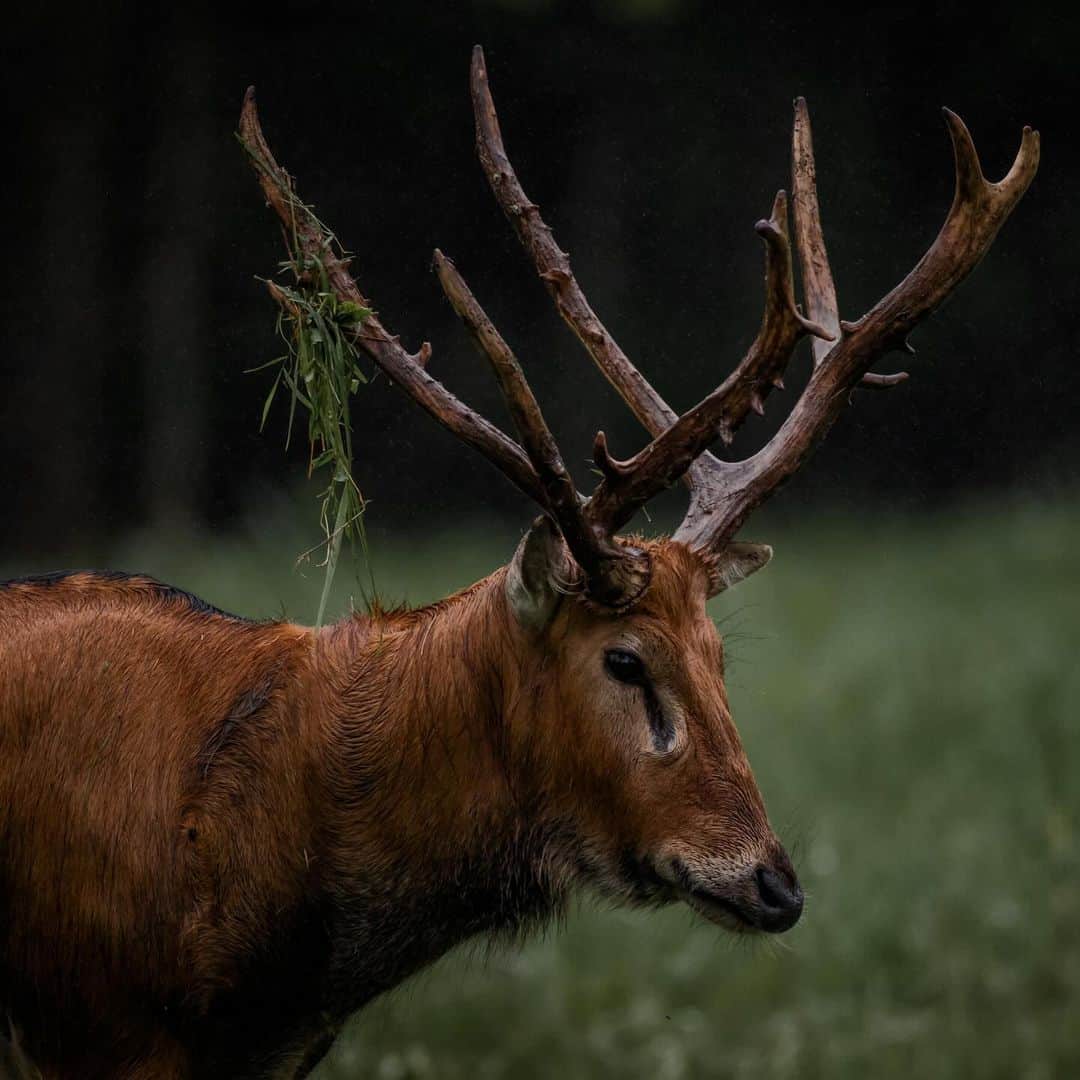 Keith Ladzinskiさんのインスタグラム写真 - (Keith LadzinskiInstagram)「A Père David’s deer, also known as a #Milu or an #Elaphure, leaving his scent and markings while grazing among the herd. The antlers of this species have an almost wooden look to them, giving it an ancient appearance among the thick forest.」10月10日 23時59分 - ladzinski