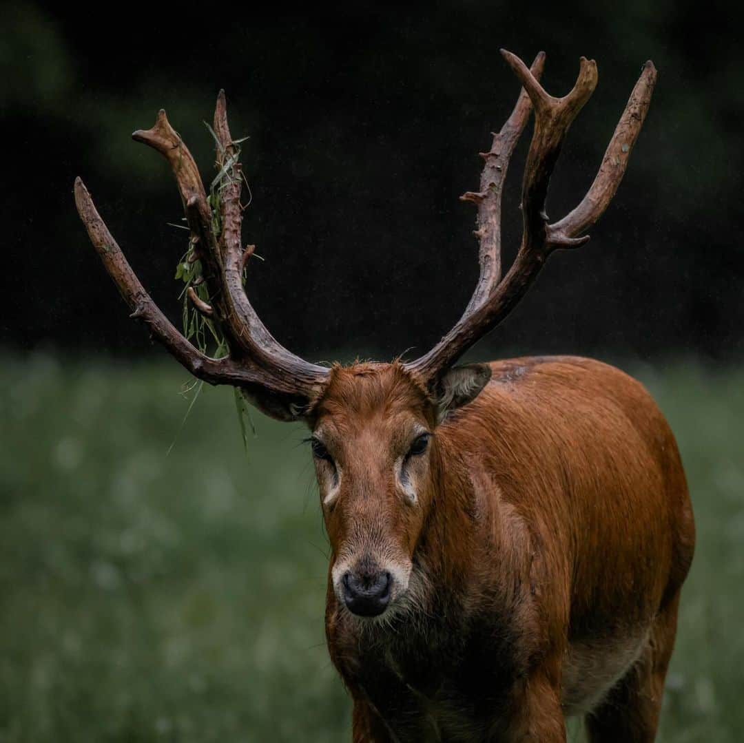 Keith Ladzinskiさんのインスタグラム写真 - (Keith LadzinskiInstagram)「A Père David’s deer, also known as a #Milu or an #Elaphure, leaving his scent and markings while grazing among the herd. The antlers of this species have an almost wooden look to them, giving it an ancient appearance among the thick forest.」10月10日 23時59分 - ladzinski
