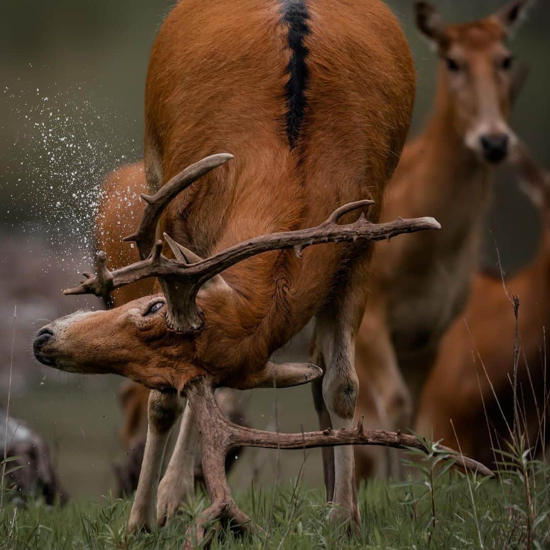 Keith Ladzinskiのインスタグラム：「A Père David’s deer, also known as a #Milu or an #Elaphure, leaving his scent and markings while grazing among the herd. The antlers of this species have an almost wooden look to them, giving it an ancient appearance among the thick forest.」