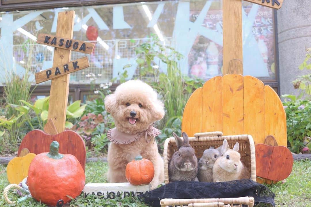 yun.ゆんのインスタグラム：「march.lemon🐻🍋＋cotton.💭sugar.🫧 もうすぐハロウィン🎃 . . 今日の🏥の帰りに寄り道。🚗 3ぴょんは久しぶりにカートに乗り、コットンのお散歩におつきあい。🐾  写真みんなで撮れてうれしかったな…♡  良い気候になりました。😊🍂 . . . . . @kasugapark_fukuoka  #春日公園みんなでハロウィン  ♪ ♪ ♪ #ハロウィン #うさぎ四兄弟  #うさぎ#ネザーランドドワーフ#ZIP写真部#レモン#ふわもこ部#マーチ#多頭飼い#犬とうさぎ#dog#poochon #犬#いぬすたぐらむ #犬のいる暮らし  #rabbitsofinstagram #rabbitstagram #petstagram #instapet#cutepetclub #instarabbit  #lapin #pecotv #WeeklyFluff #netherlanddwarf#シュガー」