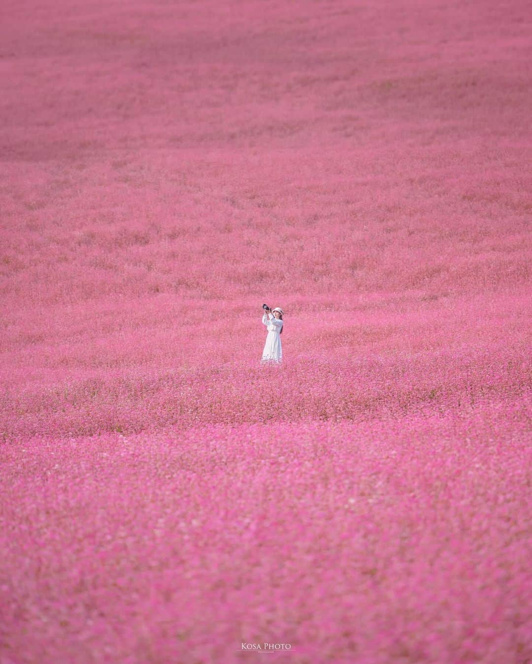 コサさんのインスタグラム写真 - (コサInstagram)「初めて赤そばを見ました❣️ 東京ドームほどの広さに赤い花のそばが一面に咲いてました♪ ため息が出るほど、何もかも最高でした😍 . Location:長野 Nagano /Japan🇯🇵 Date:2023年10月 in frame: @chami_2nd  Camera:Z9. Z 70-200mm f2.8 . #tanddフォトコンテスト2023 #discover #Japan_Daytime_View #jp_portrait_collection #ポトレファン倶楽部 #ポトレ撮影隊 #jp_mood #jp_portrait部 #clv_galerie #naganojapan #赤そばの里 #zkg10 #mf_landscape #invisible_cool_part #raw_japan #m_v_shotz #bestjapanpics #Lovers_Nippon #colore_de_saison #deaf_b_j_ #tokyocameraclub #art_of_japan_ #jgrv_member #team_jp_ #photo_jpn #sorakataphoto #LBJ_KING #mst_vip #広がり同盟メンバー #special_spot_legend」10月11日 7時03分 - kosa_photo