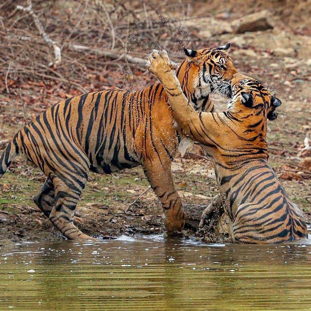 Discoveryさんのインスタグラム写真 - (DiscoveryInstagram)「Typical siblings. 🐯🐯  With mom on guard nearby, these young tigers indulge in some play fighting at #India's Nagarhole National Park.  📷: @neeraj.bantia   #TigerTuesday #wildlife」10月11日 1時51分 - discovery