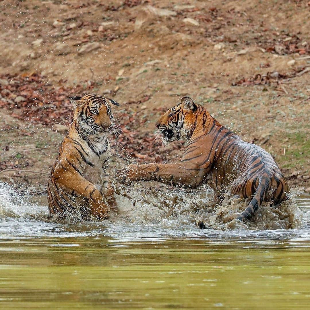 Discoveryさんのインスタグラム写真 - (DiscoveryInstagram)「Typical siblings. 🐯🐯  With mom on guard nearby, these young tigers indulge in some play fighting at #India's Nagarhole National Park.  📷: @neeraj.bantia   #TigerTuesday #wildlife」10月11日 1時51分 - discovery