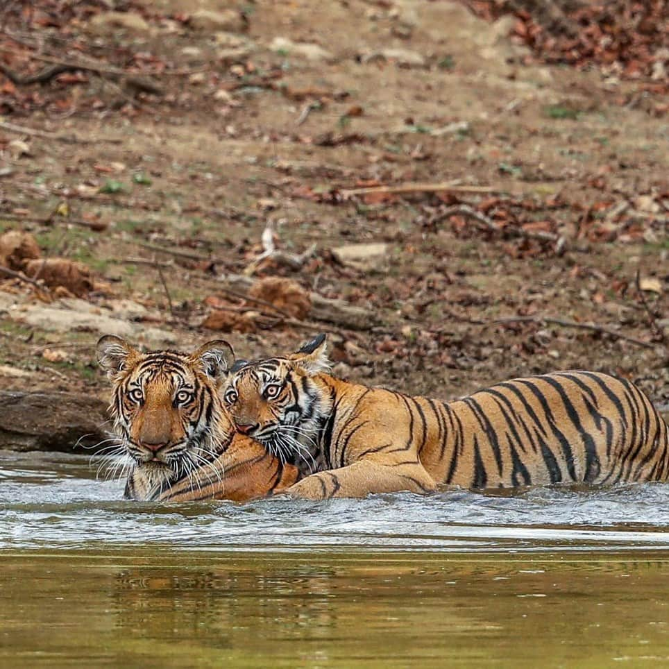 Discoveryさんのインスタグラム写真 - (DiscoveryInstagram)「Typical siblings. 🐯🐯  With mom on guard nearby, these young tigers indulge in some play fighting at #India's Nagarhole National Park.  📷: @neeraj.bantia   #TigerTuesday #wildlife」10月11日 1時51分 - discovery