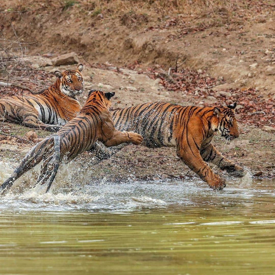 Discoveryさんのインスタグラム写真 - (DiscoveryInstagram)「Typical siblings. 🐯🐯  With mom on guard nearby, these young tigers indulge in some play fighting at #India's Nagarhole National Park.  📷: @neeraj.bantia   #TigerTuesday #wildlife」10月11日 1時51分 - discovery